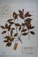 藏品(冬青)的圖片