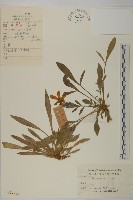 藏品(金雞菊)的圖片