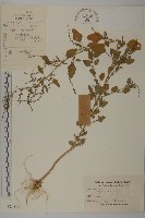 藏品(藜、灰藜)的圖片