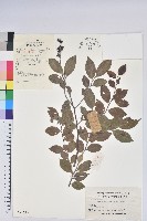 藏品(米飯花)的圖片