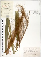 藏品(五節芒)的圖片