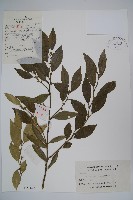 藏品(東方野扇花)的圖片