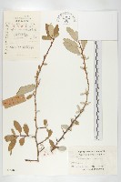 藏品(小葉胡頹子)的圖片