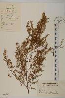藏品(黃花蒿)的圖片