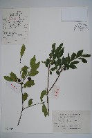 藏品(四川冬青)的圖片