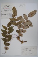 藏品(闊葉十大功勞)的圖片