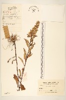 藏品(一枝黃花)的圖片