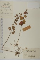藏品(油菊、野菊)的圖片