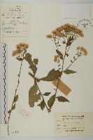 藏品(山白蘭)的圖片