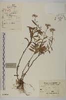 藏品(香青)的圖片