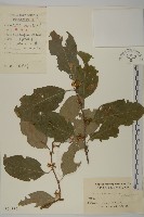 藏品(哥蘭葉)的圖片