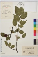 藏品(銅錢樹)的圖片