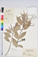 藏品(子彈石櫟)的圖片