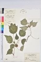 藏品(白背葉)的圖片