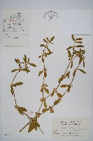 藏品(蓮子草)的圖片