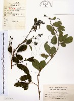 藏品(灰木)的圖片