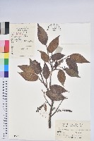 藏品(小果南燭)的圖片