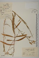 藏品(瞿麥)的圖片