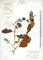 藏品(美洲商陸)的圖片