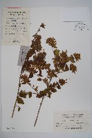 藏品(臺灣糯米條)的圖片