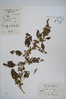 藏品(繁穗莧)的圖片