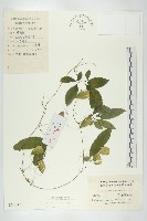 藏品(馬銅鈴)的圖片