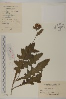 藏品(小薊)的圖片