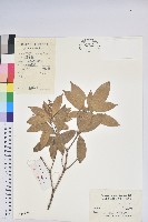 藏品(馬醉木)的圖片