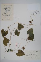 藏品(大花金錢豹)的圖片