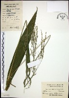 藏品(棕葉狗尾草)的圖片