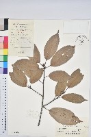 藏品(青剛櫟、鐵椆)的圖片