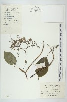 藏品(燈臺樹)的圖片