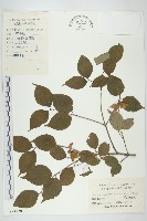 藏品(四照花、山荔枝)的圖片