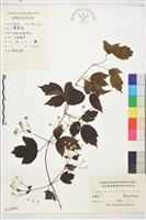 藏品(鈍齒鐵線蓮)的圖片