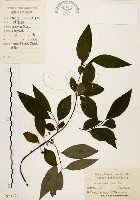 藏品(山胡椒)的圖片