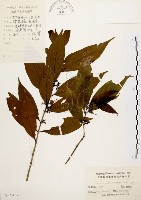 藏品(茜草樹)的圖片