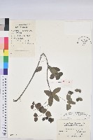 藏品(大戟)的圖片