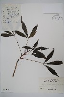 藏品(短梗大參)的圖片