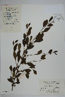 藏品(鼠李冬青、滿樹星)的圖片