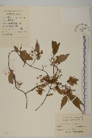 藏品(永瓣藤)的圖片