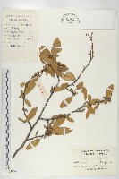 藏品(胡頹子)的圖片