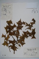 藏品(枸骨)的圖片