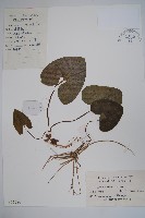 藏品(杜衡)的圖片