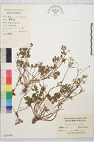 藏品(小毛茛)的圖片