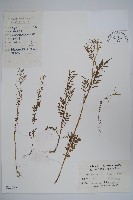 藏品(八角蓮)的圖片