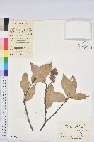 藏品(苦櫧栲)的圖片