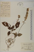 藏品(阿里山鬼督郵)的圖片