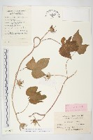 藏品(牽牛花)的圖片