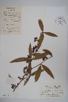 藏品(藍果小檗)的圖片