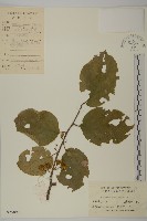 藏品(哥蘭葉)的圖片